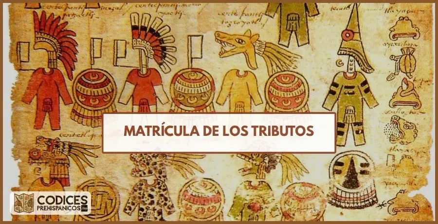 codice matricula de los tributos